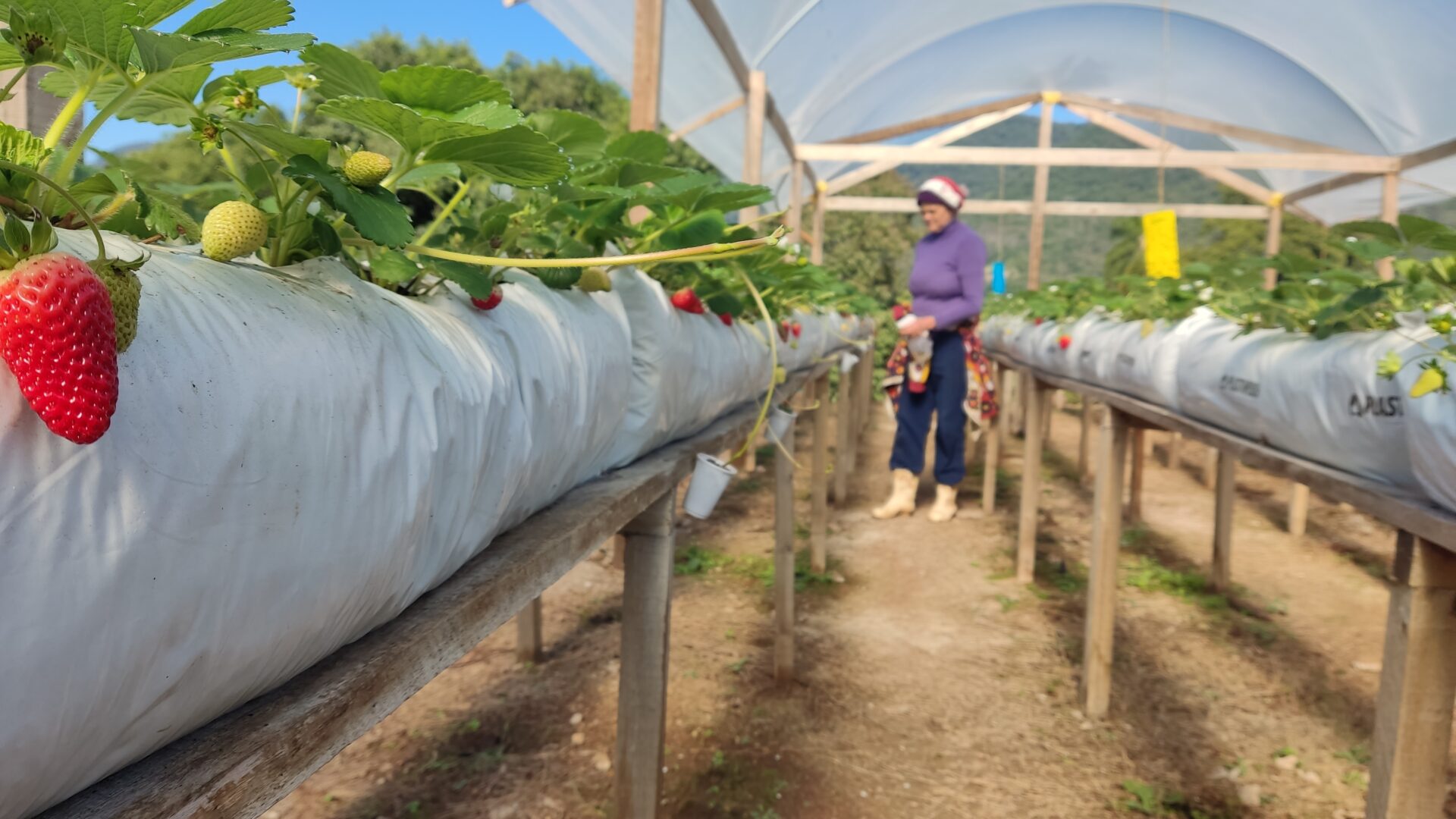 Agricultoras de Travesseiro impulsionam produção de morangos orgânicos ...