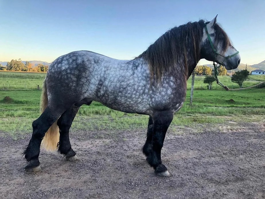 Cavalo WB Baron conquista título de grande campeão da raça Percheron na ...
