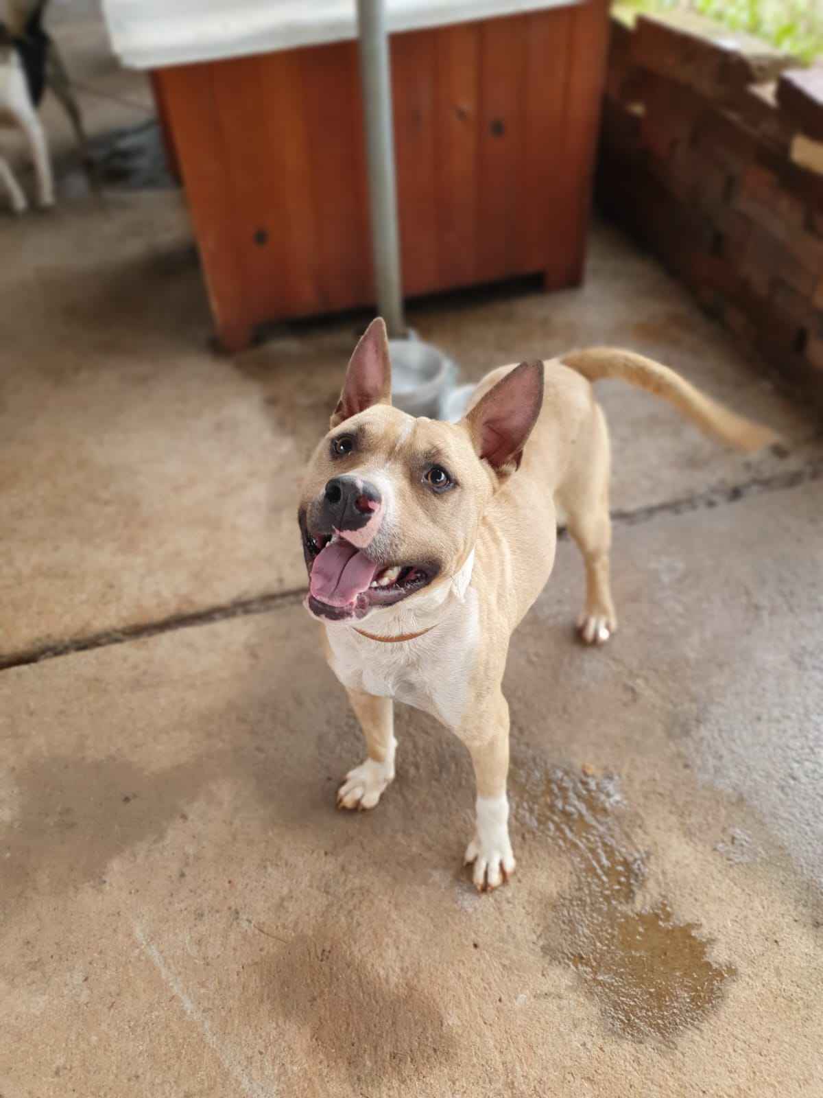 Cães para adoção Canil aberto – Lajeado – agoranovale-lajeado (5)