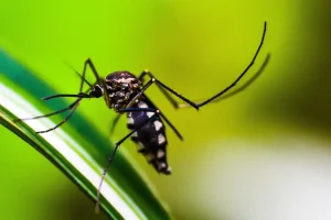 Dengue Agência Brasil – agoranovale-lajeado