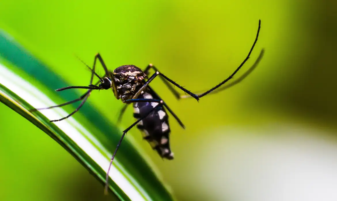 Dengue Agência Brasil – agoranovale-lajeado