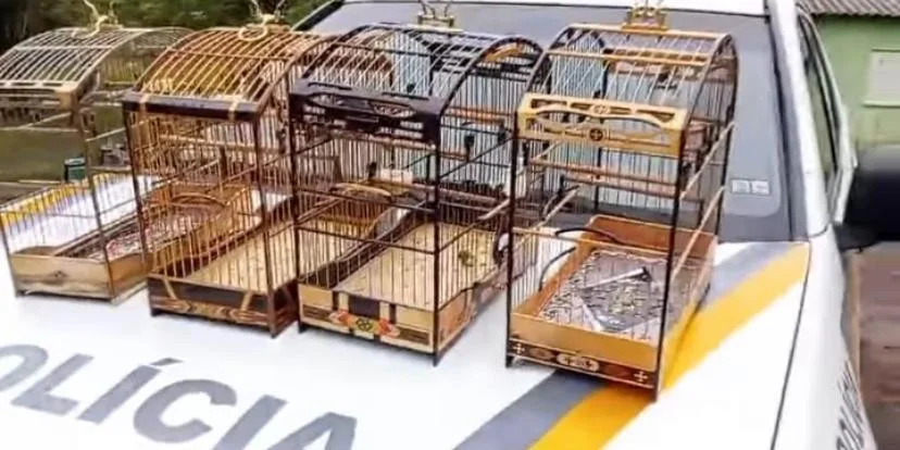 passaros gaiolas apreensão BM – agoranovale-lajeado