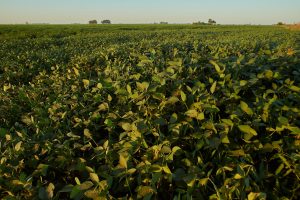 plano safra Sicredo campo agricultura plantação – agoranovale-lajeado