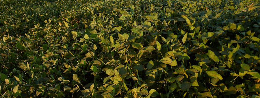 plano safra Sicredo campo agricultura plantação – agoranovale-lajeado