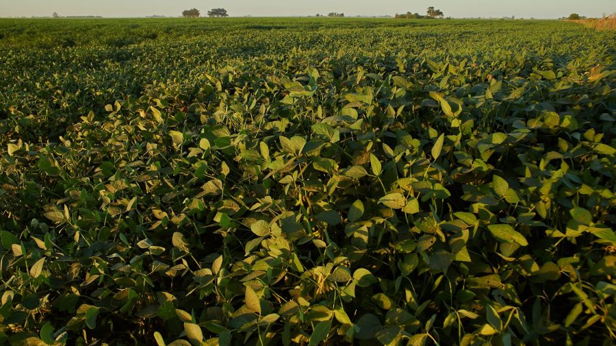 plano safra Sicredo campo agricultura plantação – agoranovale-lajeado