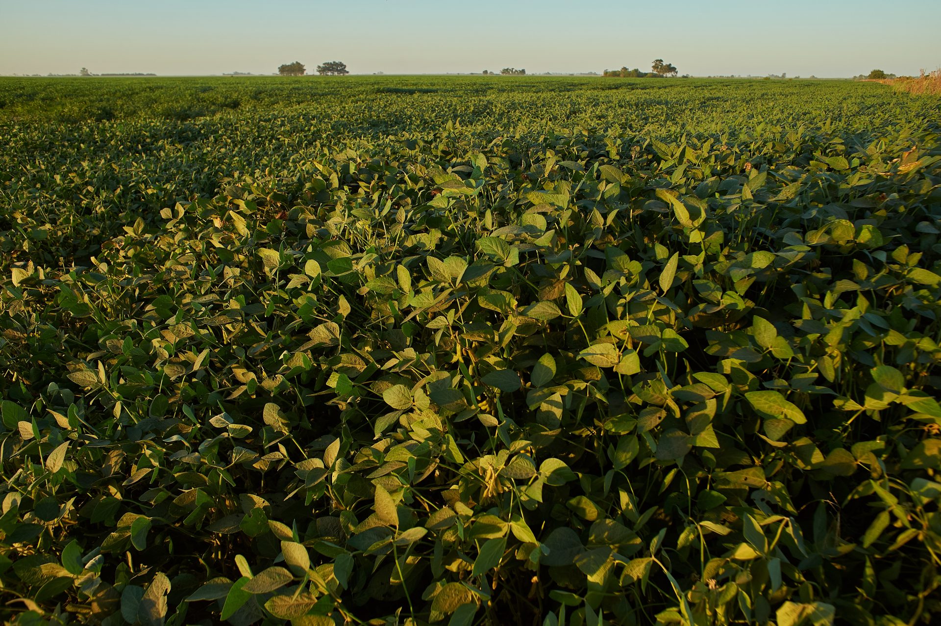 plano safra Sicredo campo agricultura plantação – agoranovale-lajeado
