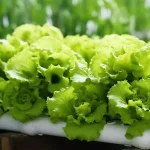 agora no vale-Como-cultivar-alface-na-agua-lajeado-alface 2
