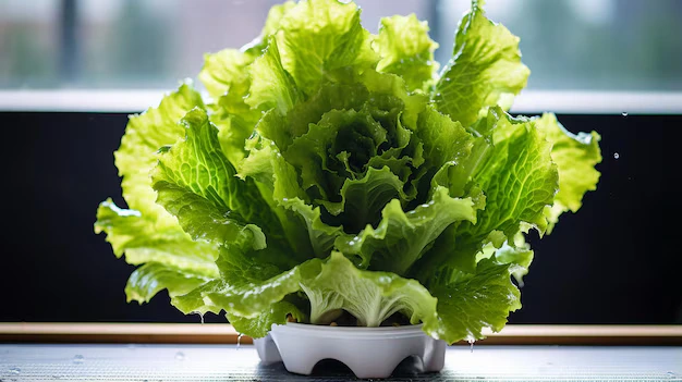 agora no vale-Como-cultivar-alface-na-agua-lajeado-alface
