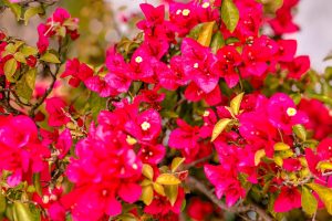 tresmaria-Bougainvillea glabra-agoranovale (1)