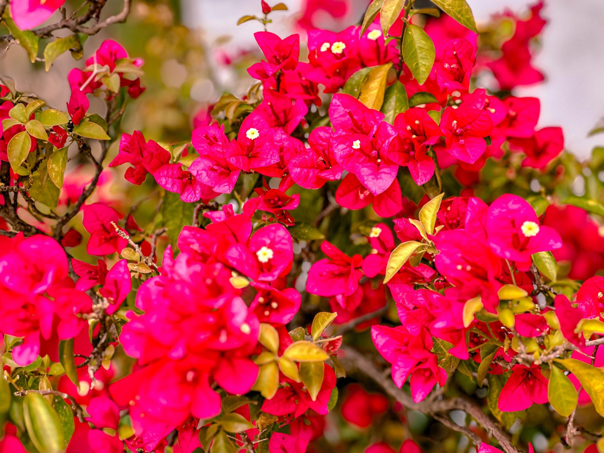 tresmaria-Bougainvillea glabra-agoranovale (1)