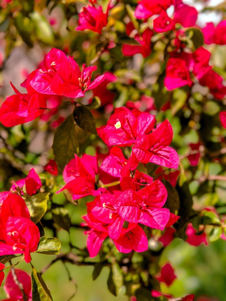 tresmaria-Bougainvillea glabra-agoranovale (2)