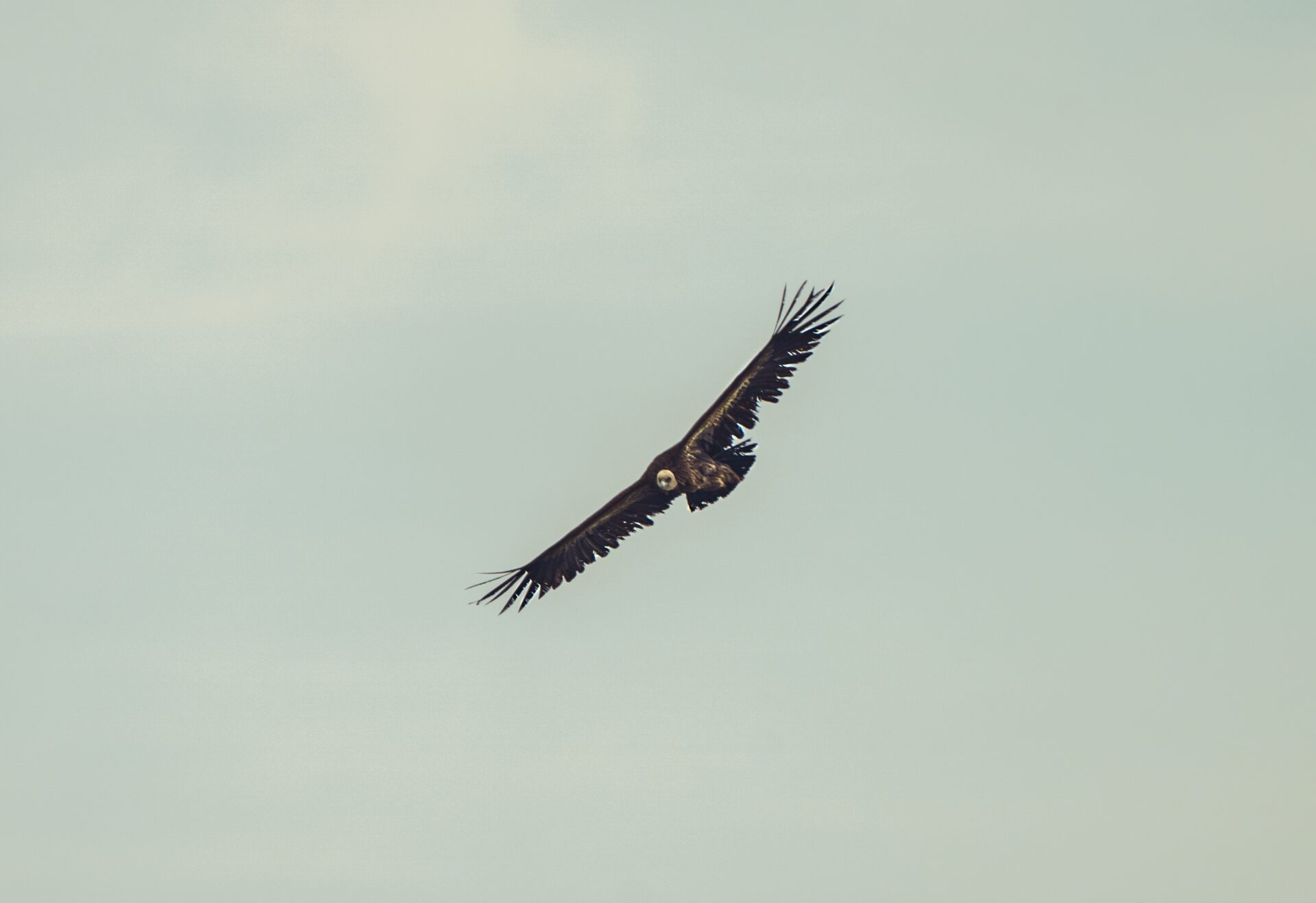 Beautiful shot of a griffon vulture flying with a cloudy sky in the background