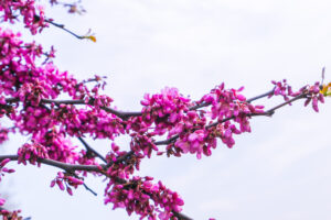 Beautiful pink flower blossom .