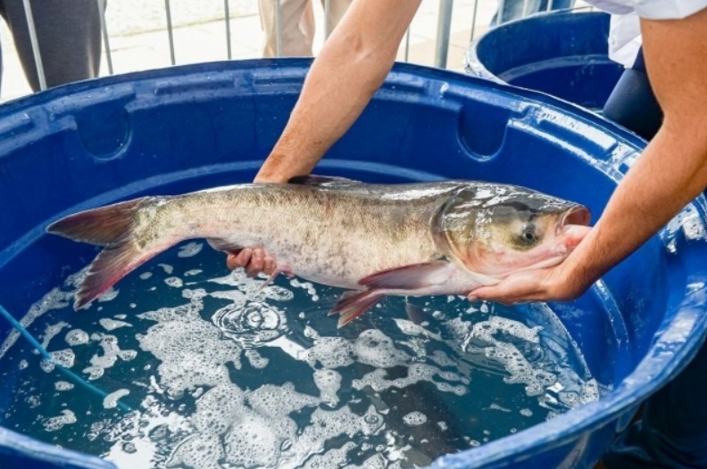 Peixe