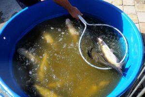 feira peixe