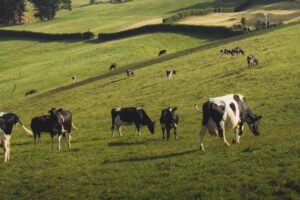 A herd of black and white cows on a grassland