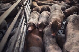 Group of pigs domestic animals sleeping at pig farm.