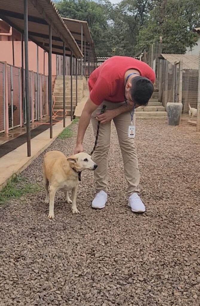 Cão pixote canil de lajeado agora no vale