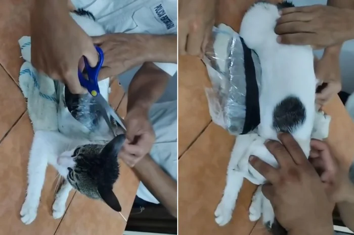 gato drogas