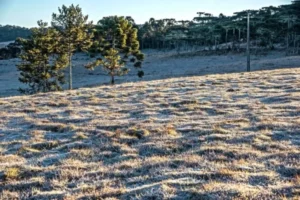 frio