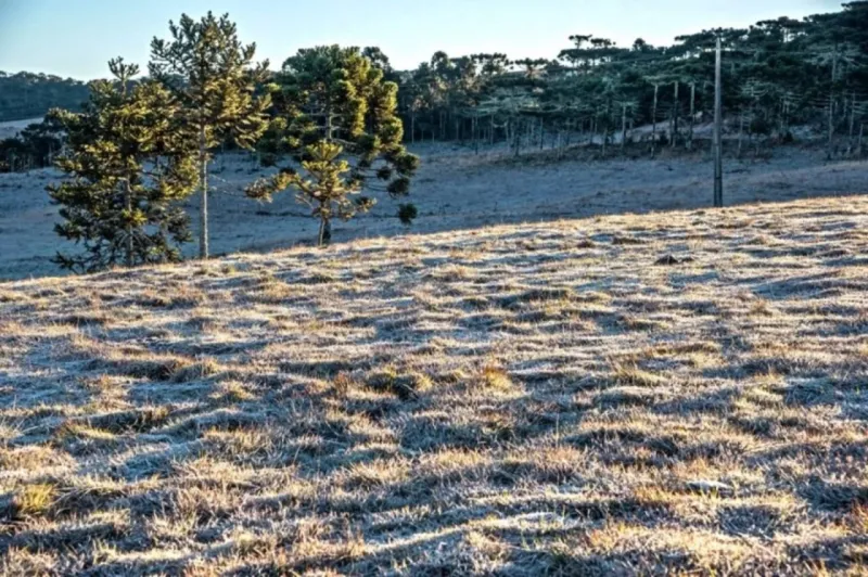 frio