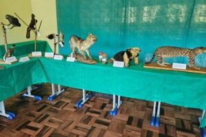 Animais