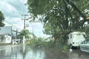 temporal Estrela arvores caídas tempestade (1)