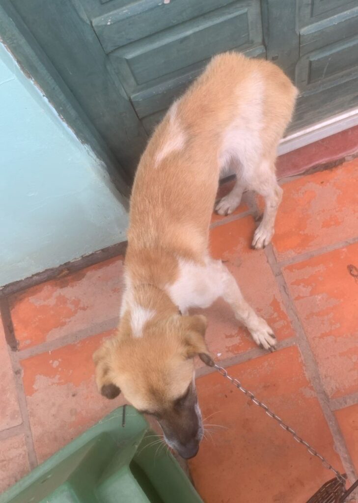 cães de rua Encantado (1)