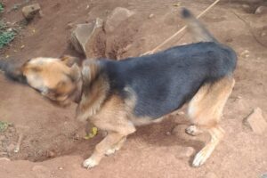 cães de rua Encantado (2)