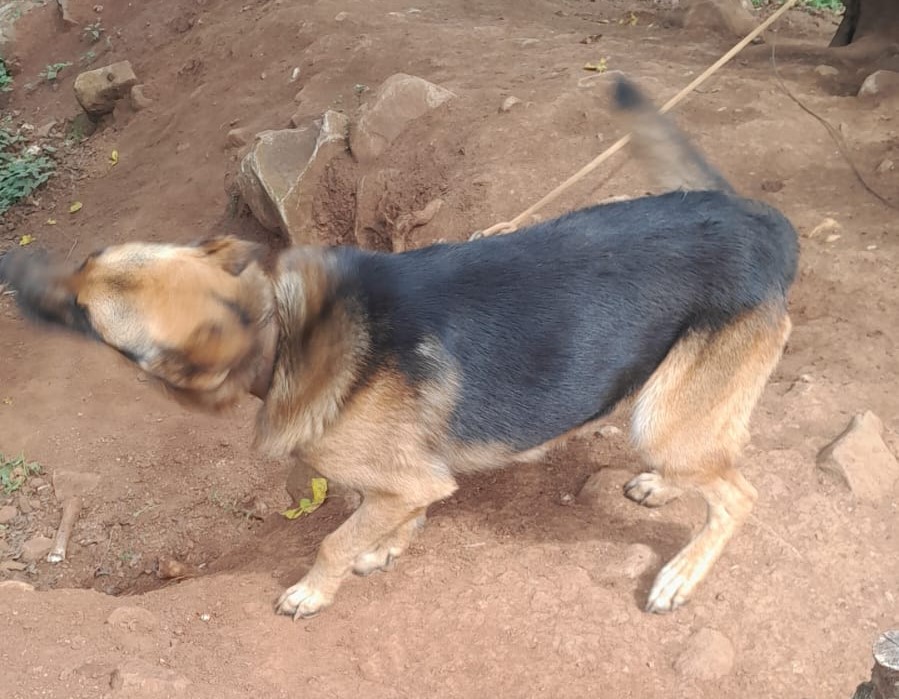cães de rua Encantado (2)