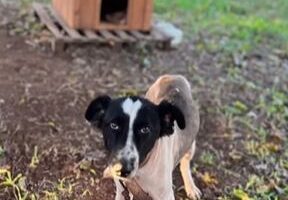 cão adoção Taquari