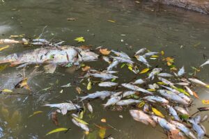 peixes 1 mortandade morte Cruzeiro do Sul