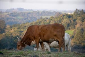 1) Ilustrativa para vaca em propriedade rural – Crédito – Lucas George Wendt