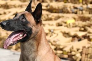 Maconha RJ cão farejador