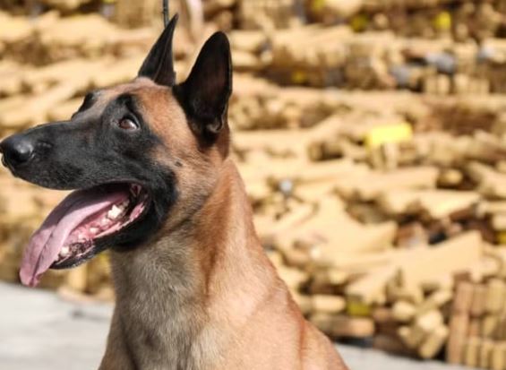 Maconha RJ cão farejador