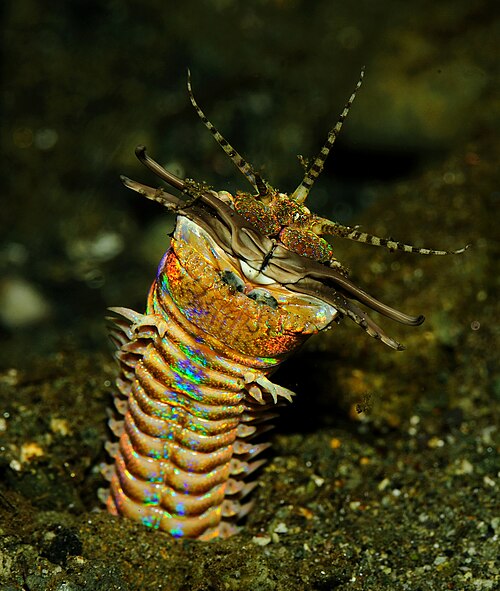 invertebrado marinho