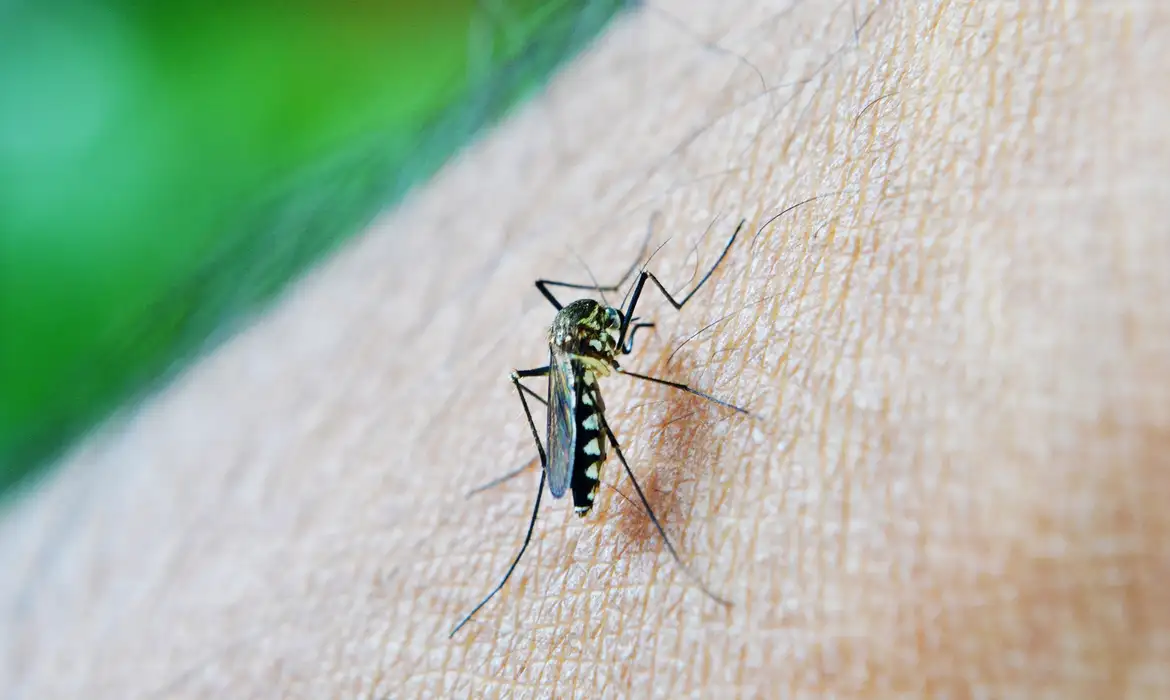 mosquito-213805_1920 Dengue