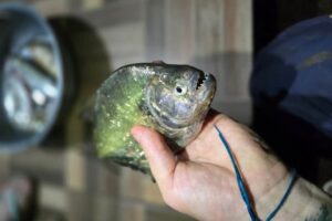 piranha marques de souza