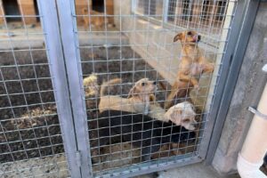Cachorros do Canil