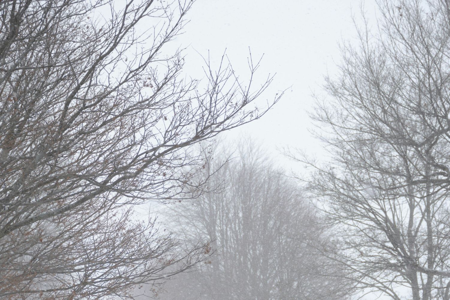 1) Imagem ilustrativa para o inverno – Crédito – Lucas George Wendt – Unsplash