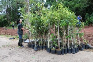 Mudas das árvores plantadas – Foto Rodrigo Augusto Fuchs