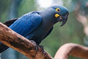 arara