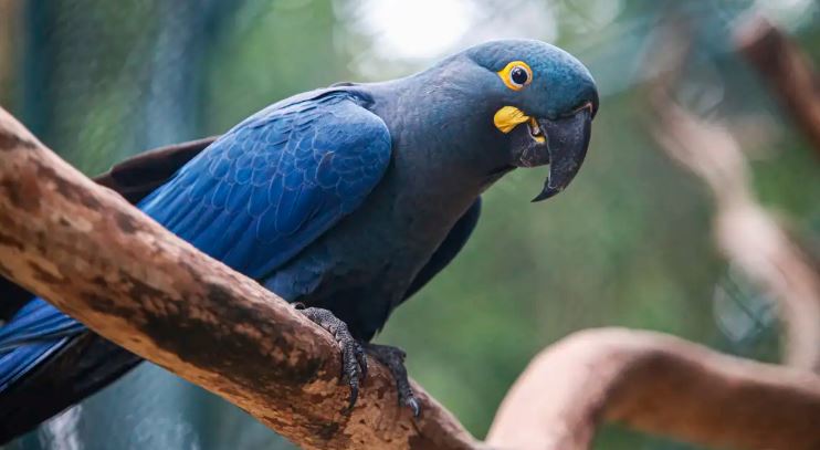 arara