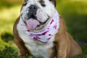 cachorro – FreePik cão