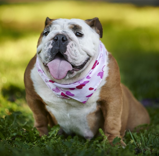 cachorro – FreePik cão