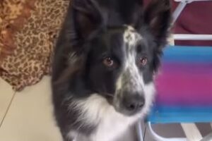 cadela cachorro