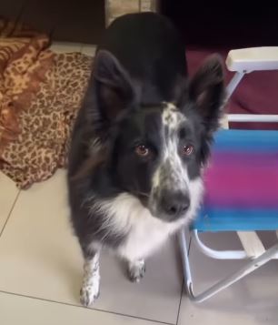 cadela cachorro