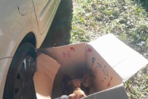 cães abandonados filhotes