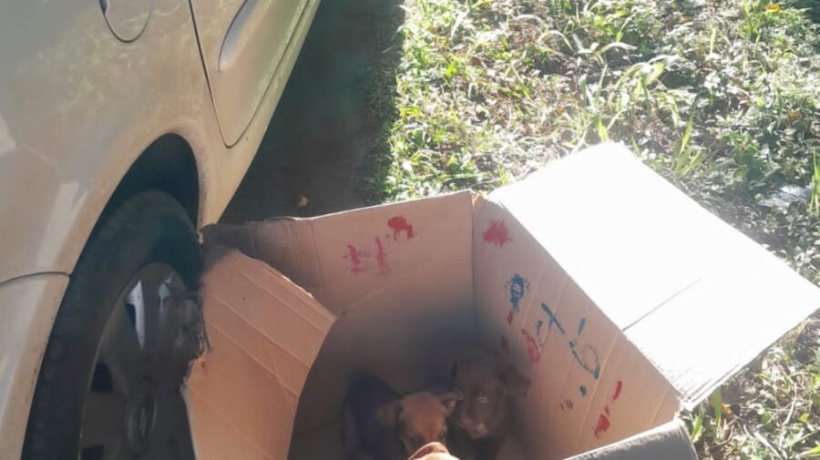cães abandonados filhotes