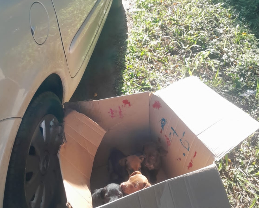 cães abandonados filhotes